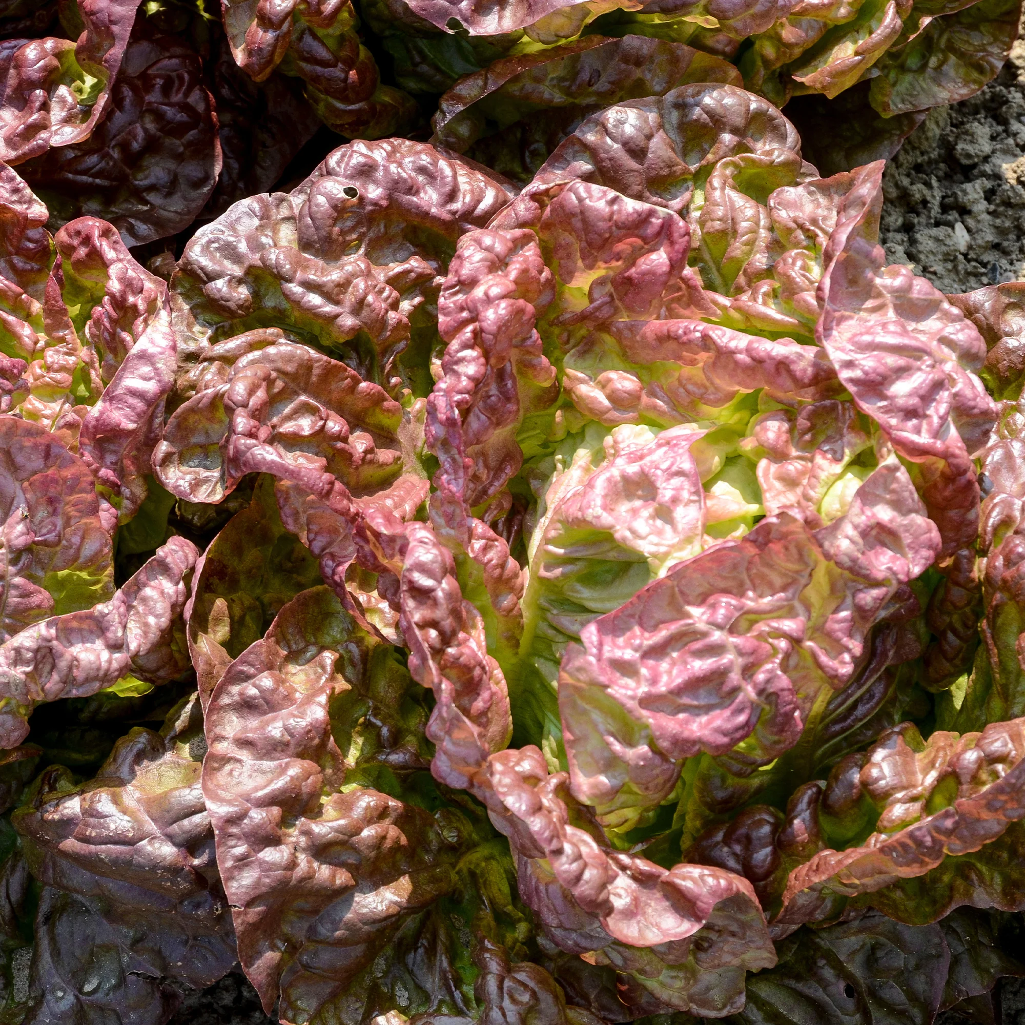 Salat-Kollektion für 6 Monate - Image 4