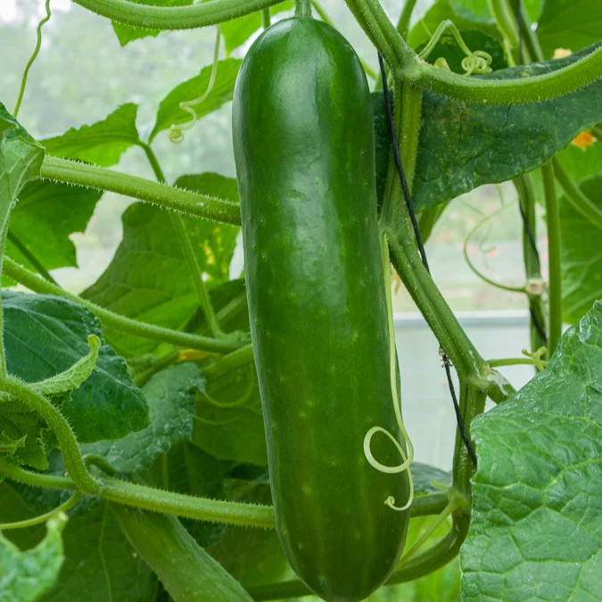 Salatgurke ‘Vert long maraîcher’