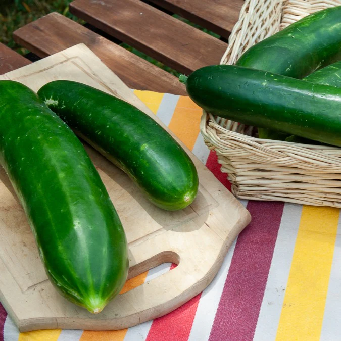 Salatgurke ‘Vert long maraîcher’ - Image 2