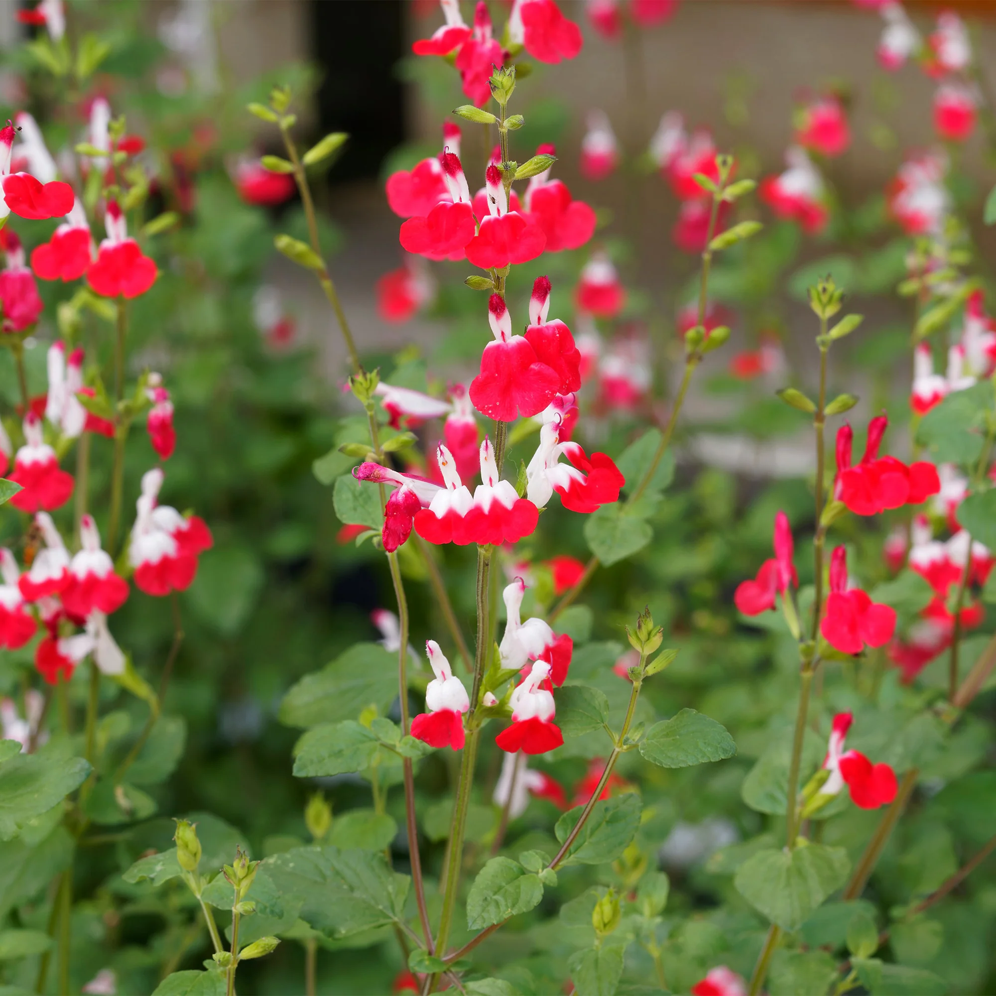 Salbei Hot Lips (x2)