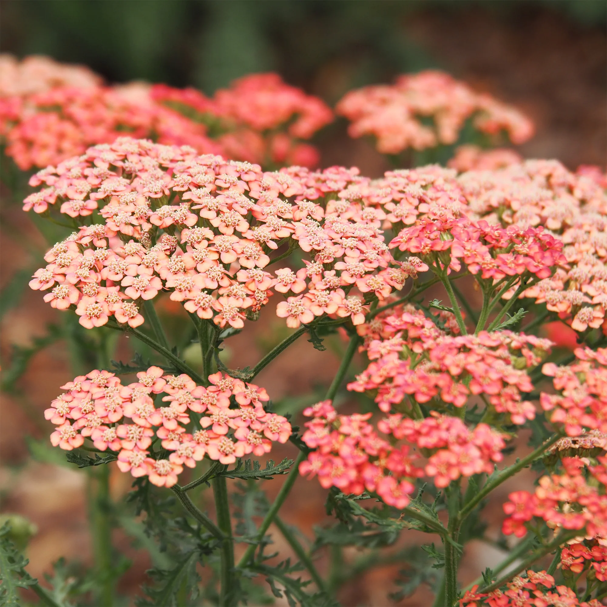 Schafgarbe ‘Apricot Delight’ - Image 3