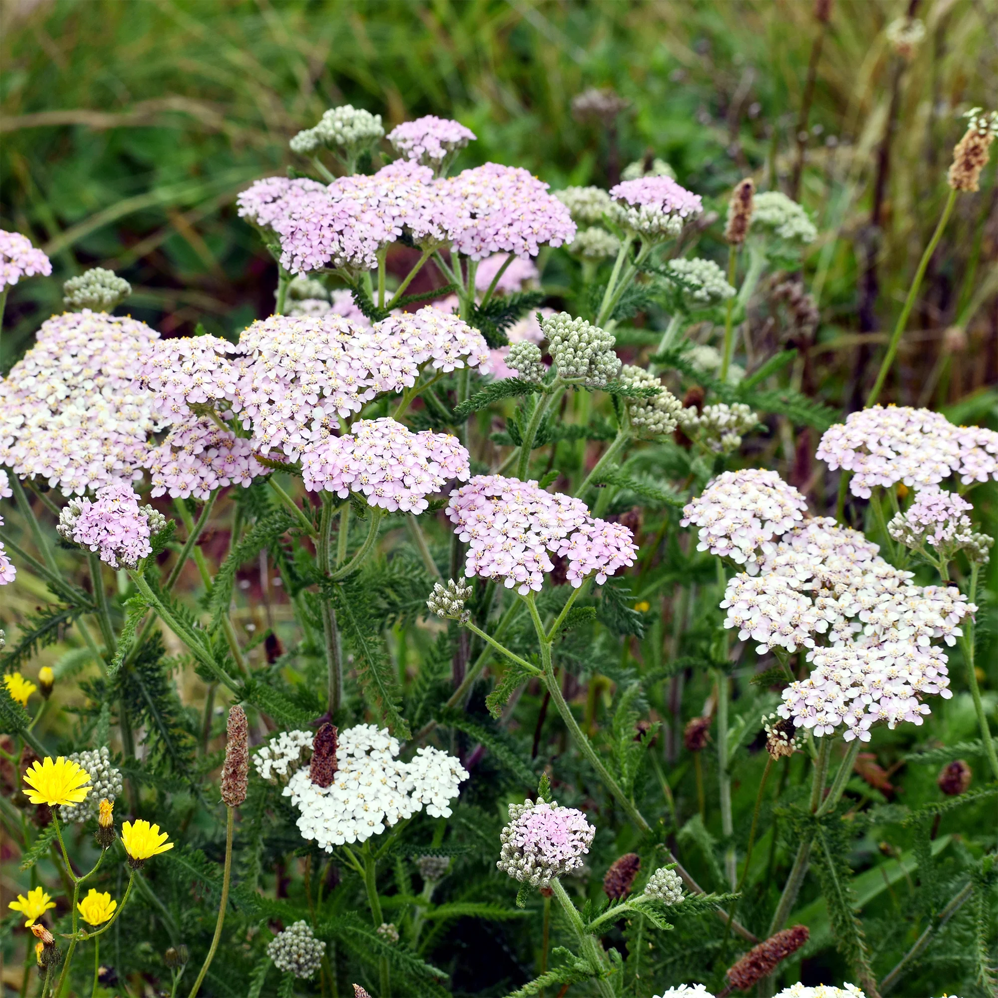 Schafgarbe Lilac Beauty