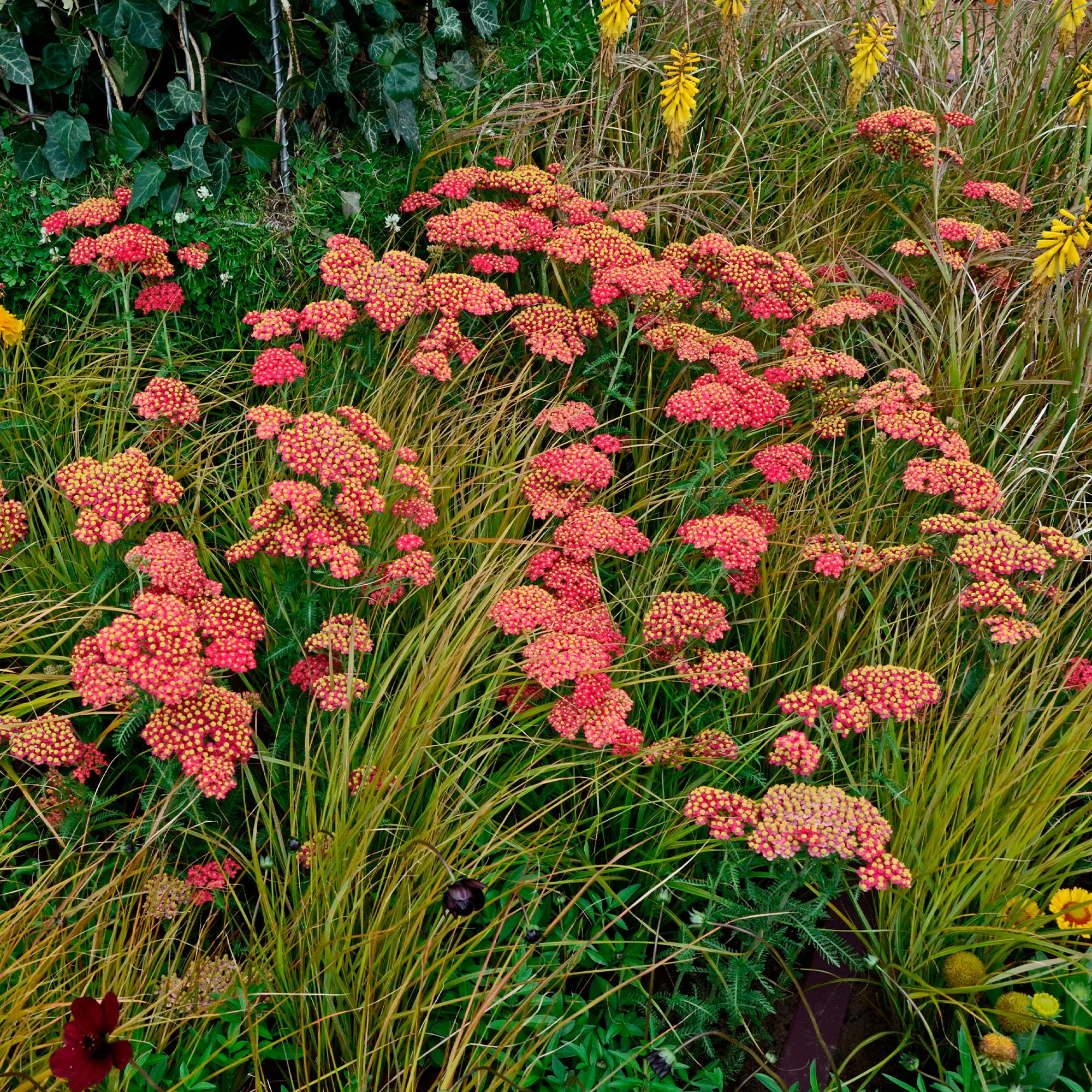 Schafgarbe Paprika - Image 3