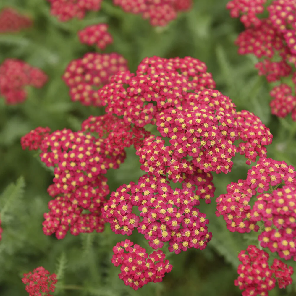 Schafgarbe Paprika - Image 6