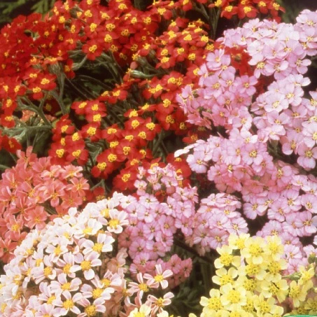 Schafgarbe 'Summer Pastels' F2 Mischung