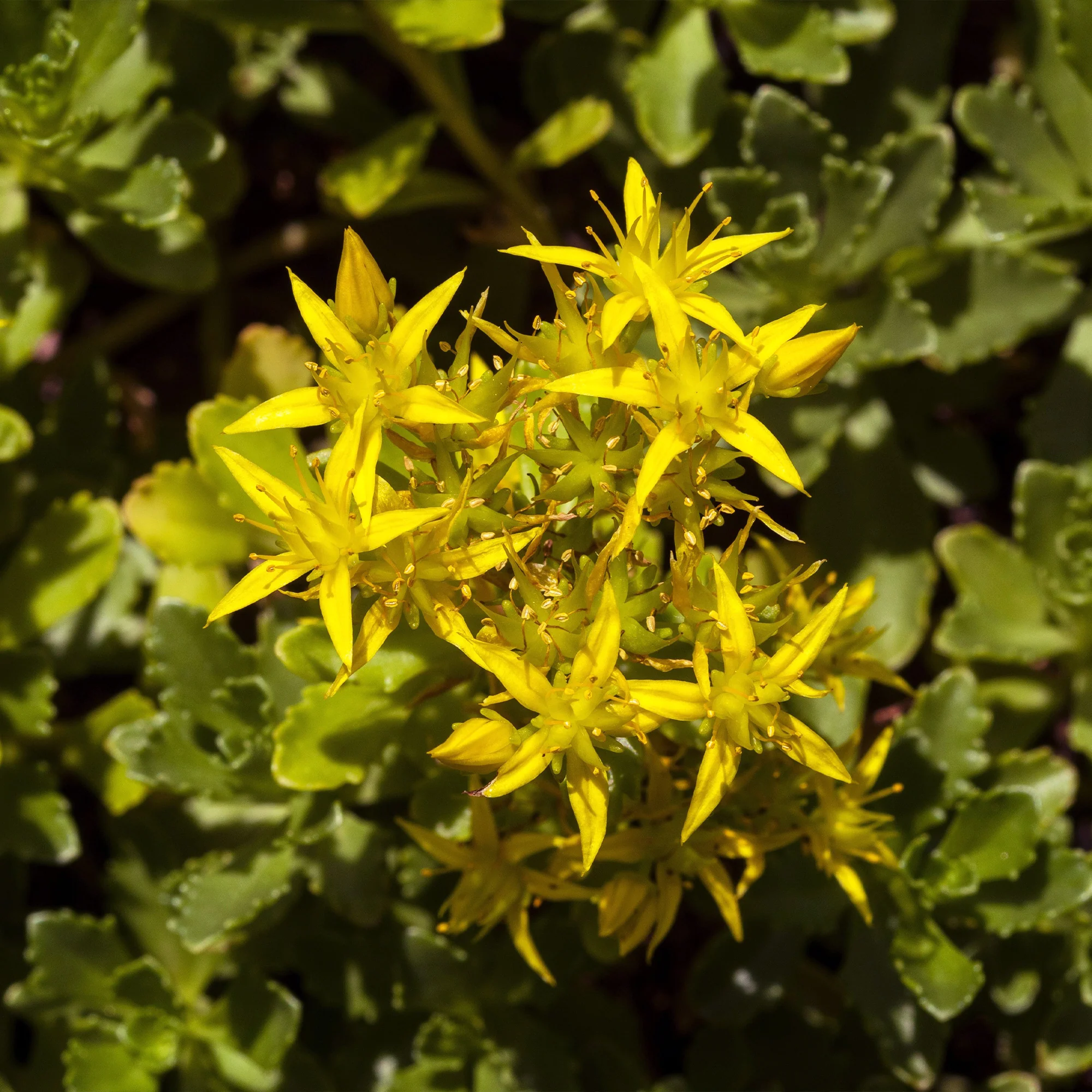 Scharfer Mauerpfeffer (x2) - Image 7