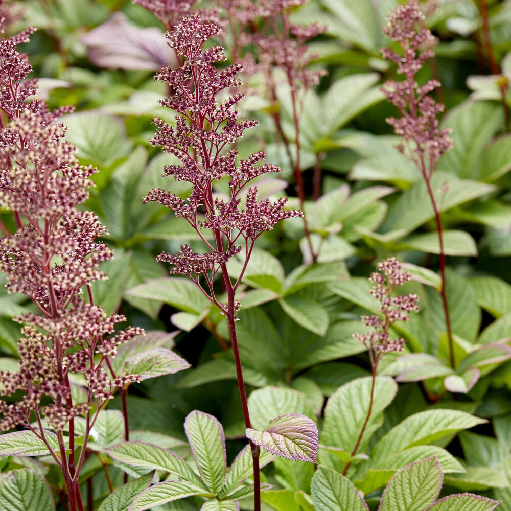 Schaublatt