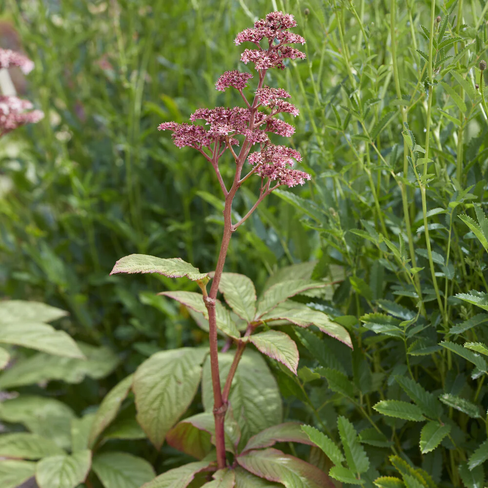 Schaublatt - Image 2