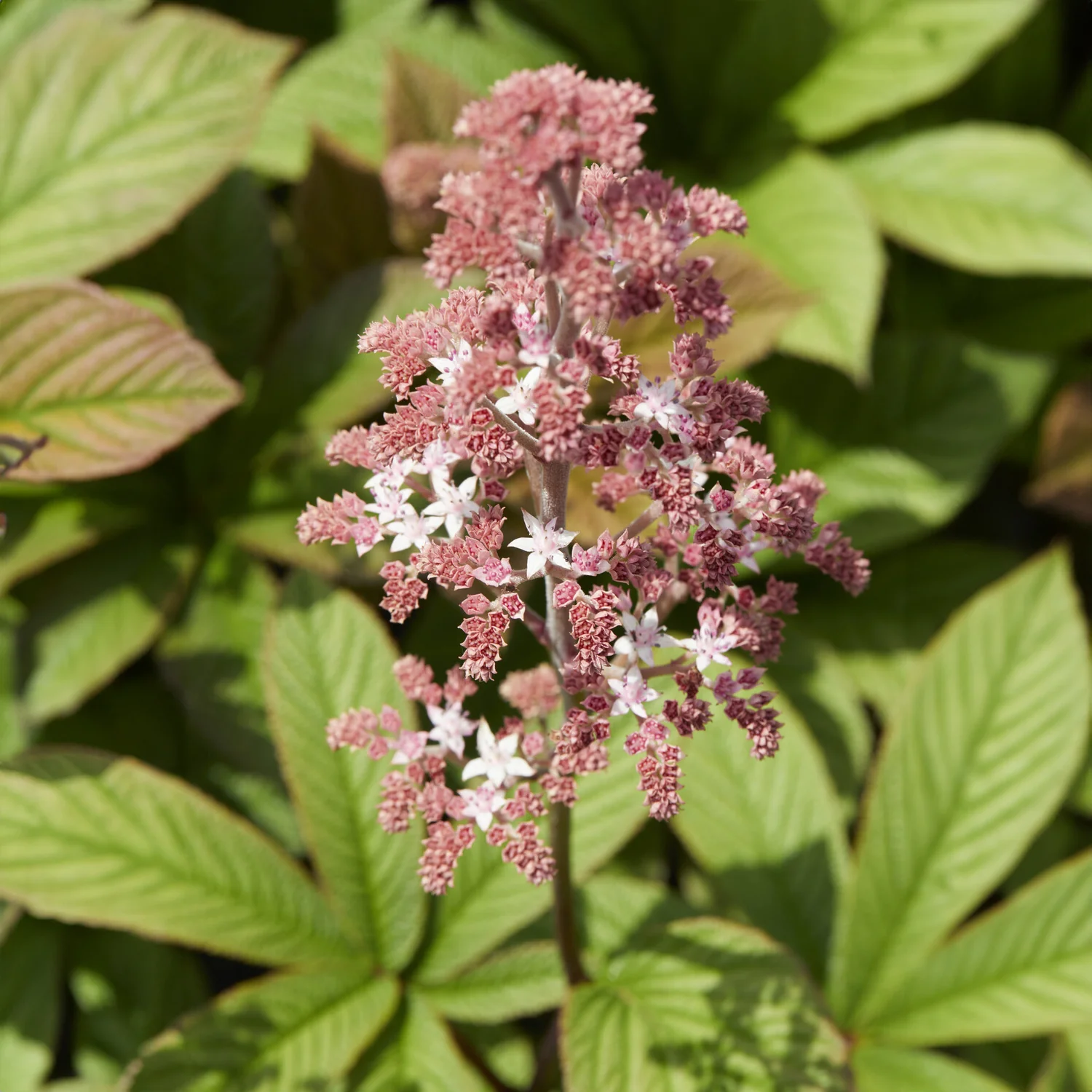 Schaublatt - Image 3