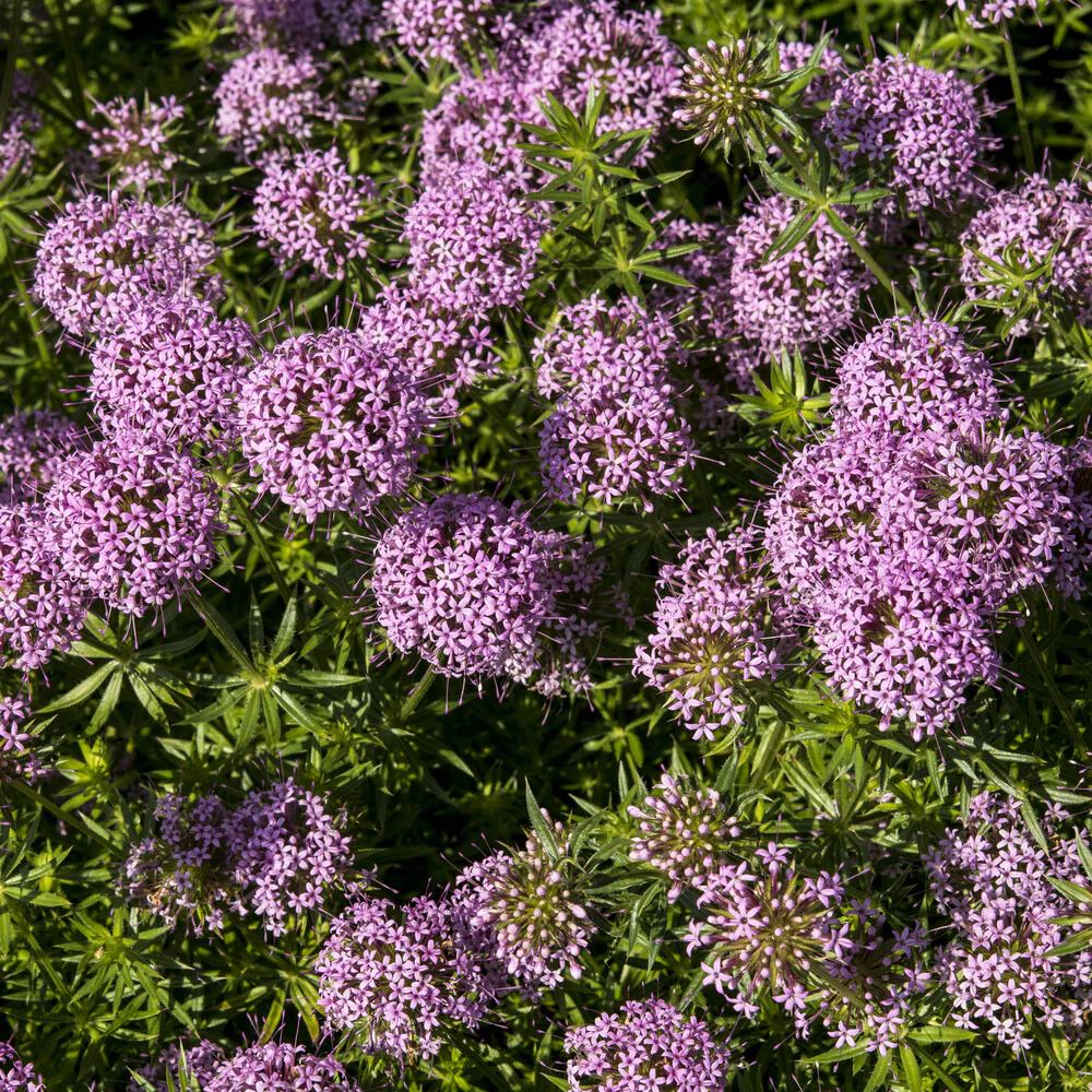 Scheinwaldmeister - Image 6