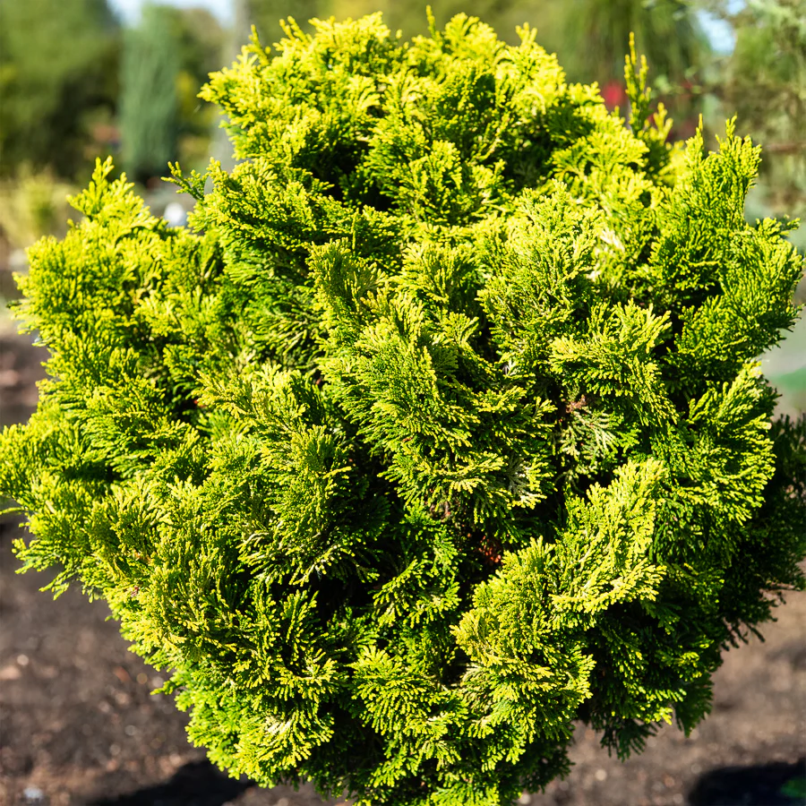 Scheinzypresse Hinoki Aurora - Image 2