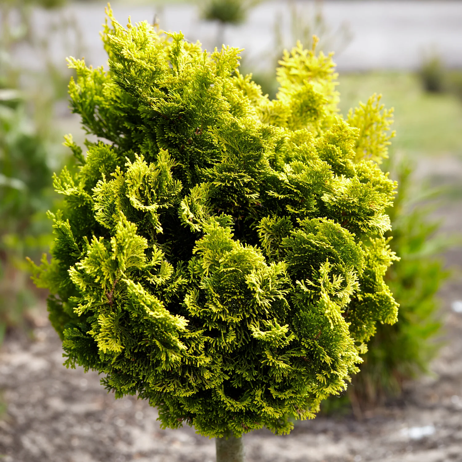 Scheinzypresse Hinoki Aurora - Image 3