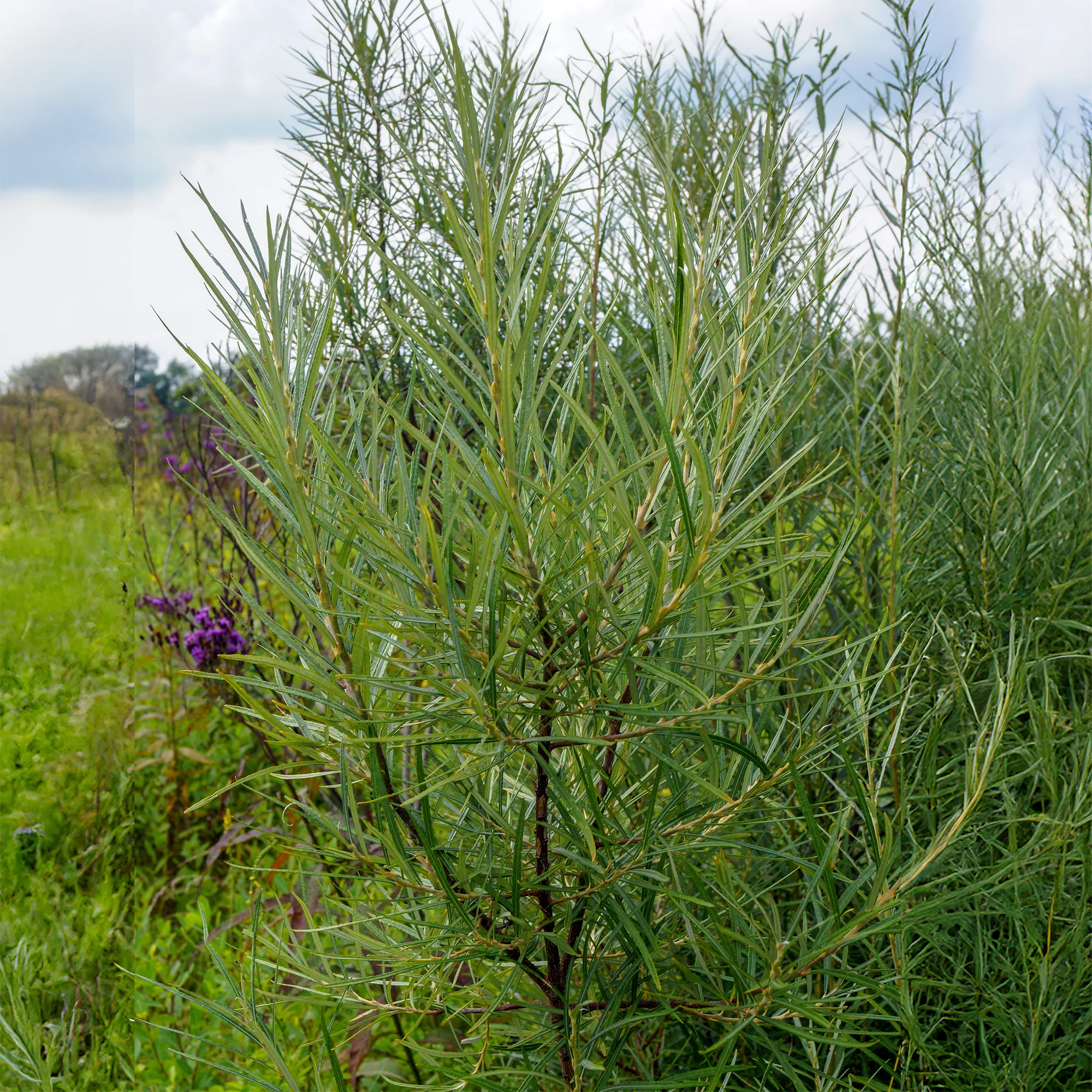 Schmalblättrige Weide ‘Angustifolia’