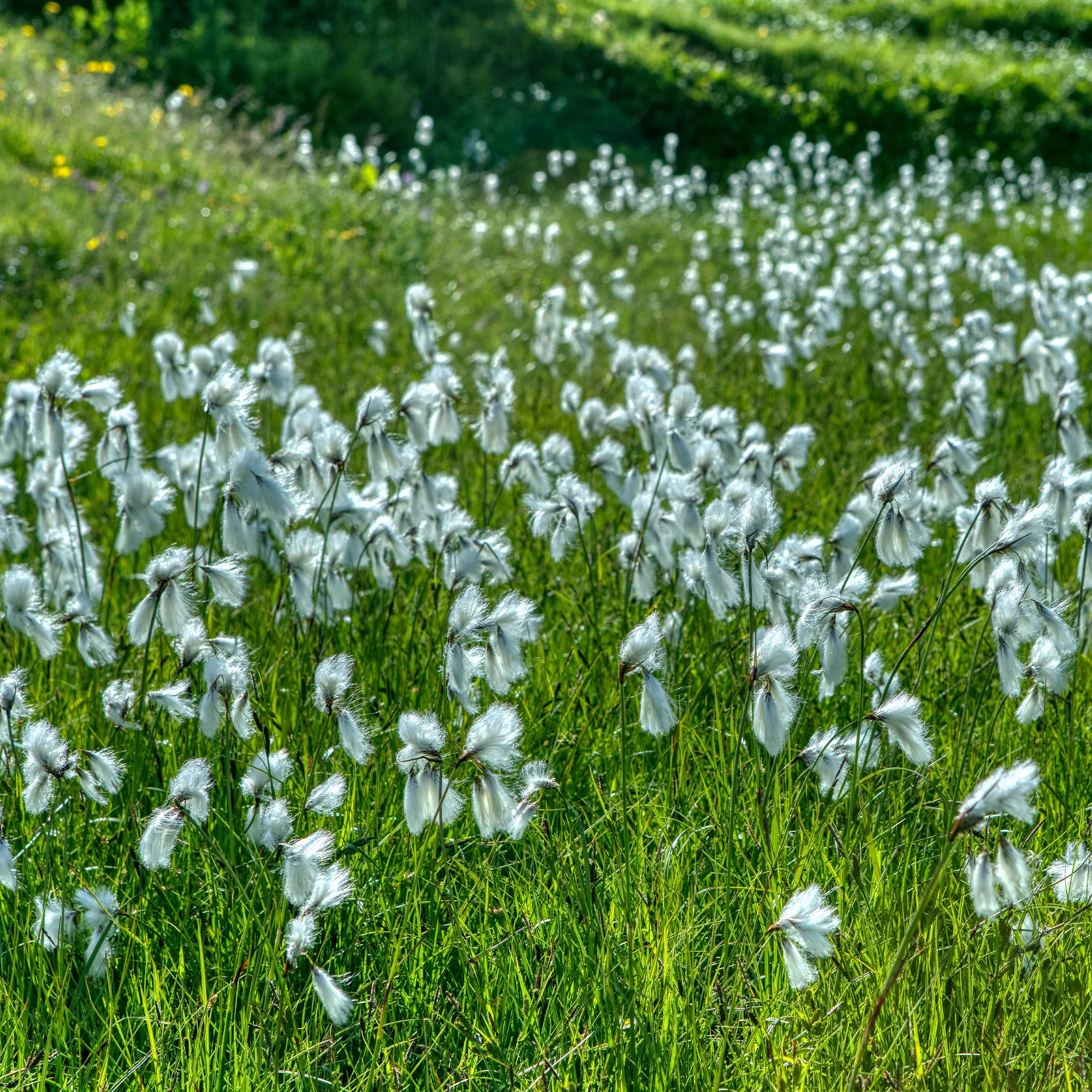 Schmalblättriges Wollgras - Image 3