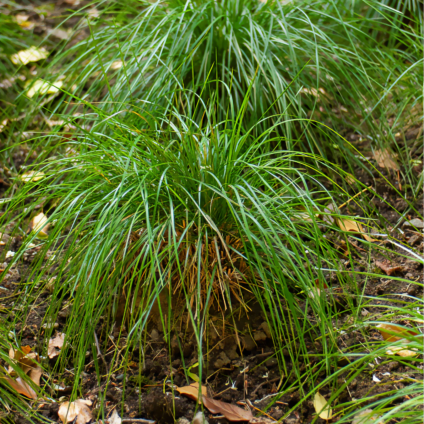 Schmiele 'Goldschleier'