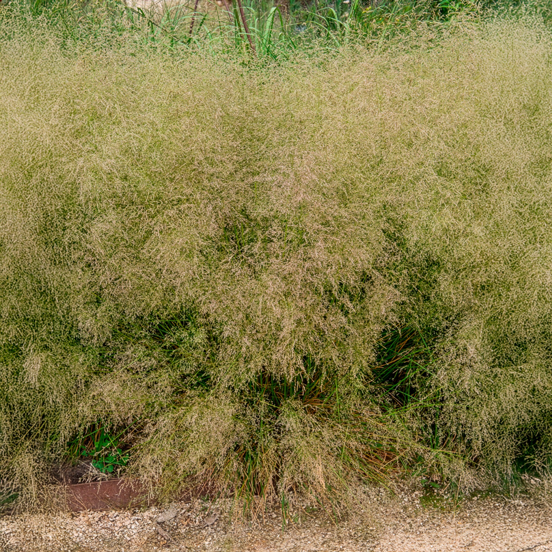 Schmiele 'Goldtau' - Image 4