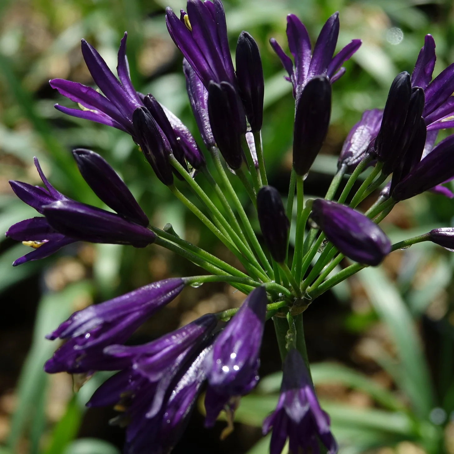 Schmucklilie PITCHOUNE ® Violet