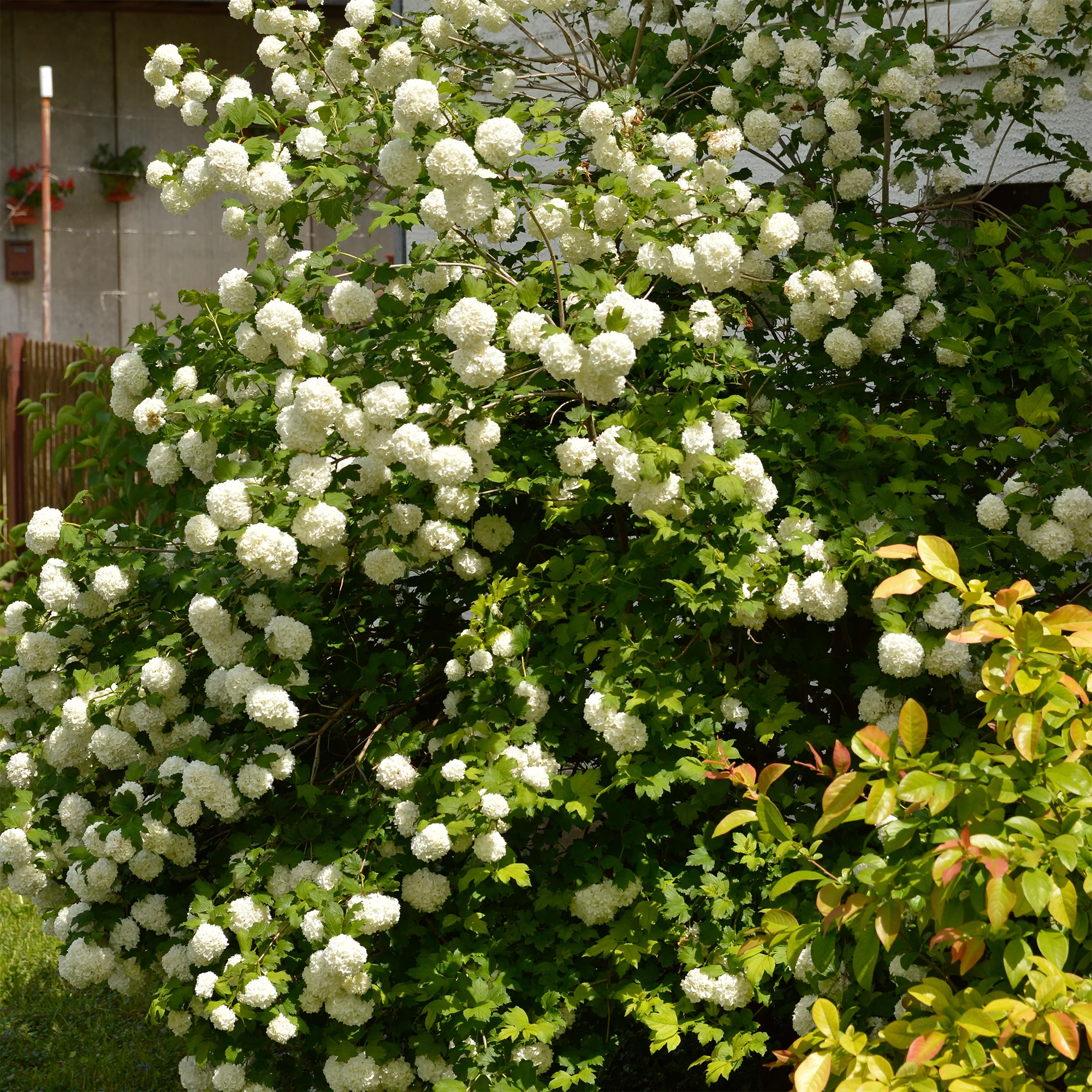 Schneeball ‘Roseum’ - Image 2