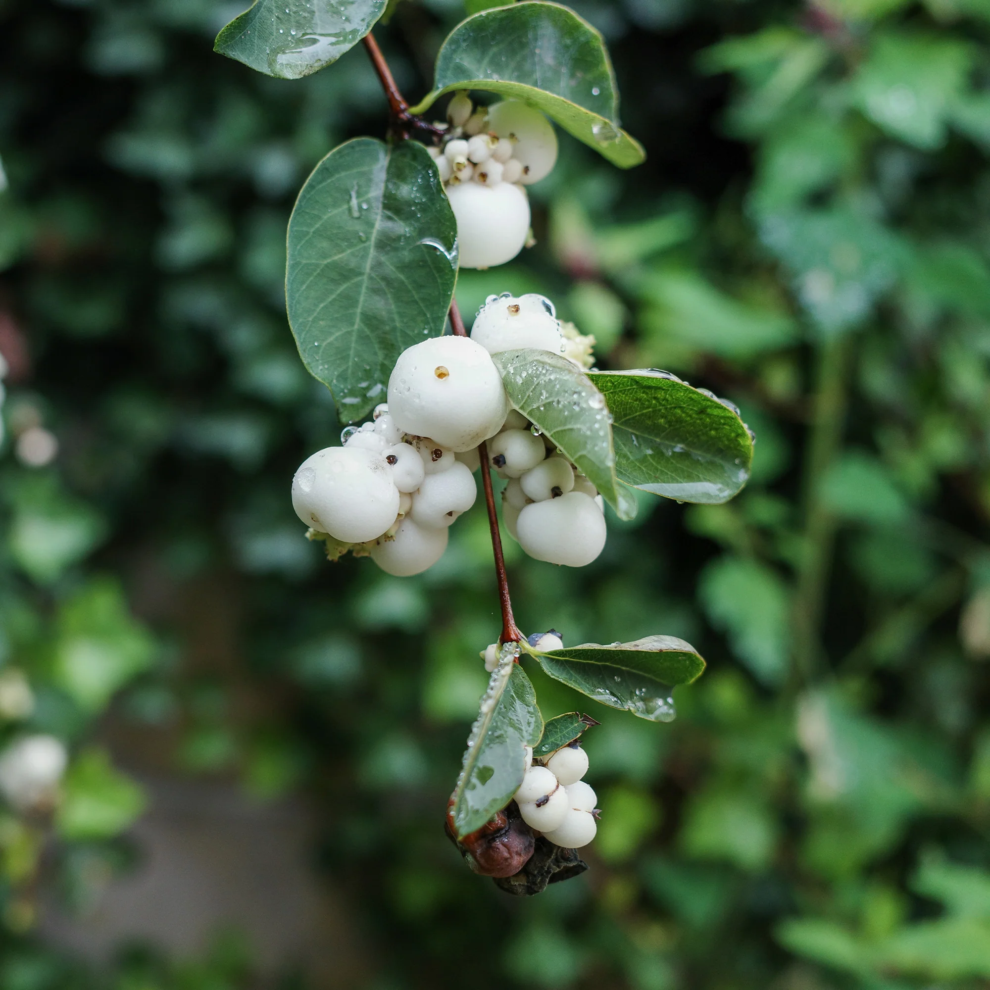 Schneebeere White Hedge