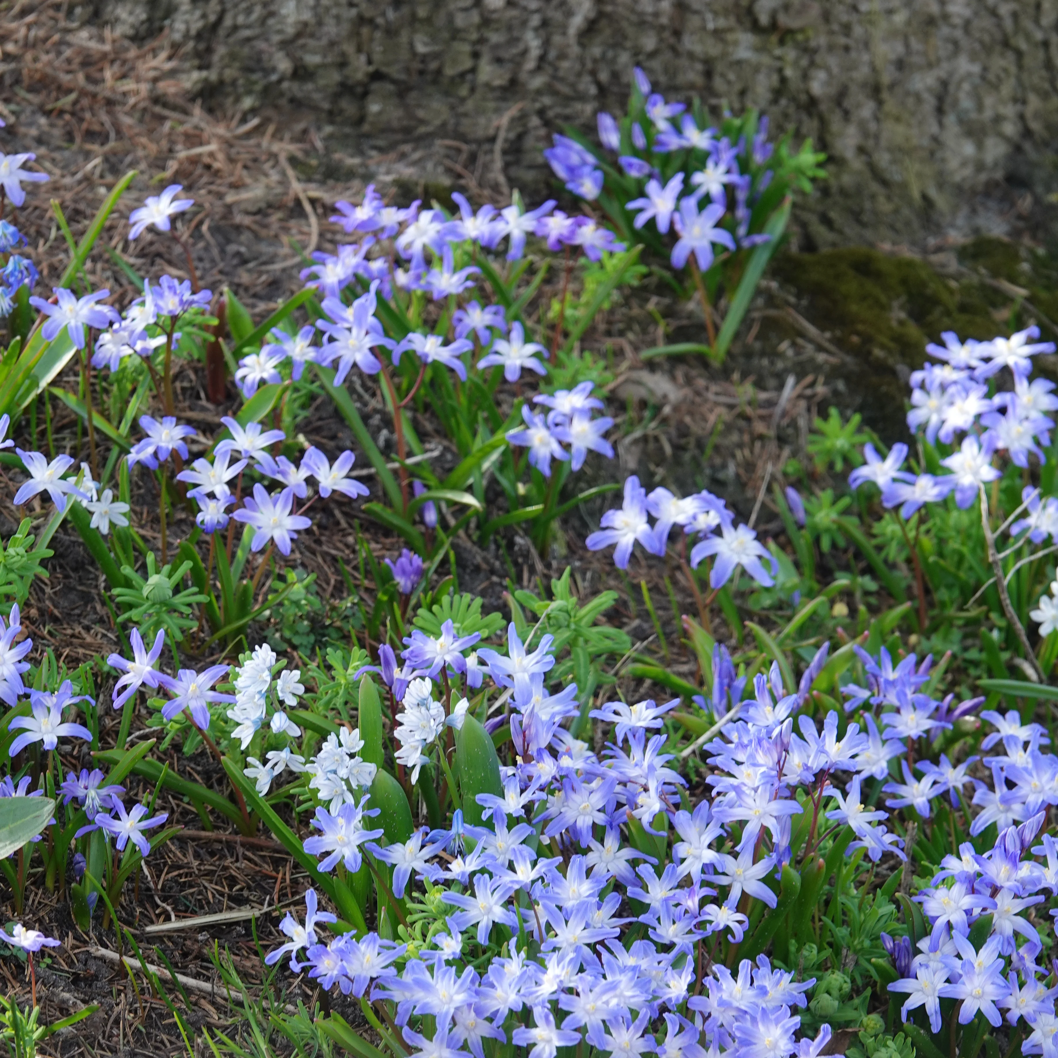 Schneeglanz ‘Forbesii’ (x20) - Image 2