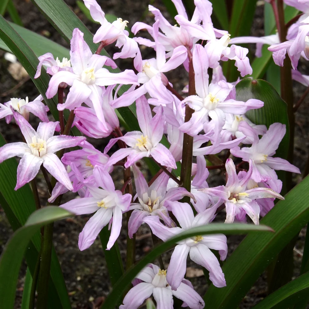 Schneeglanz Pink Giant