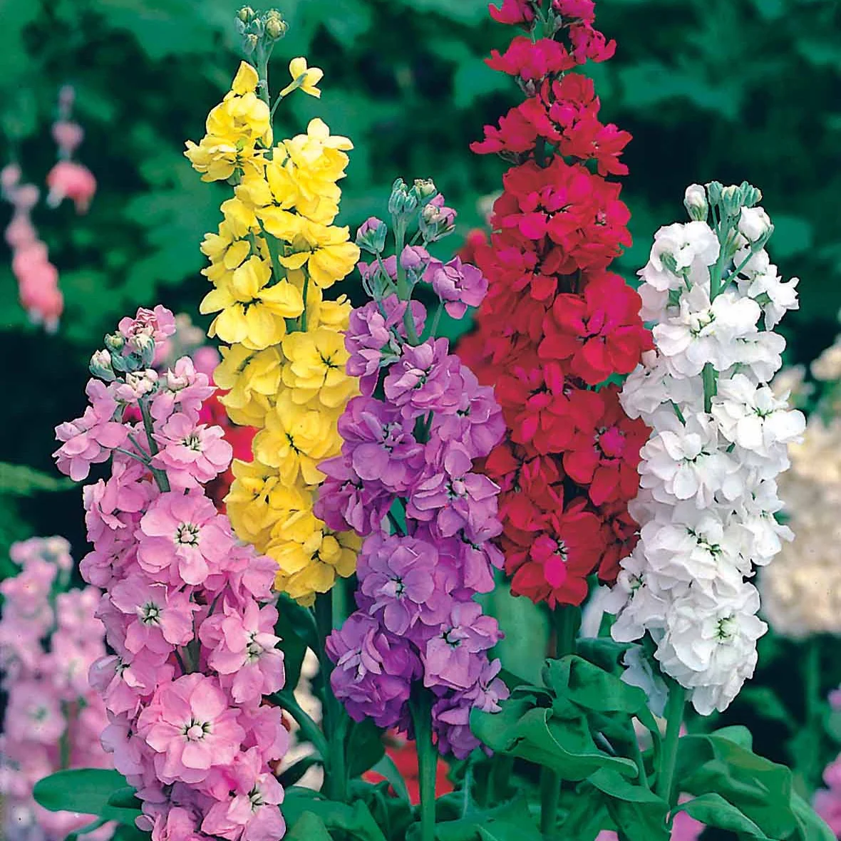 Schnittblumen-Saatgut Kollektion - Image 2