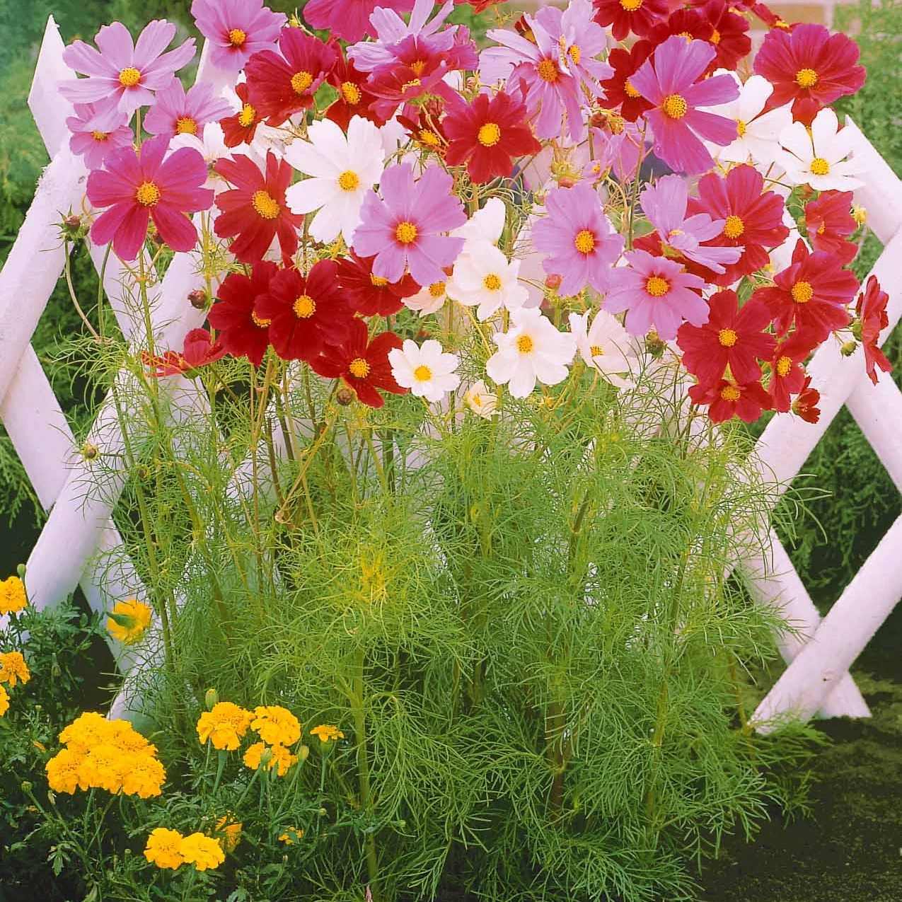 Schnittblumen-Saatgut Kollektion - Image 3