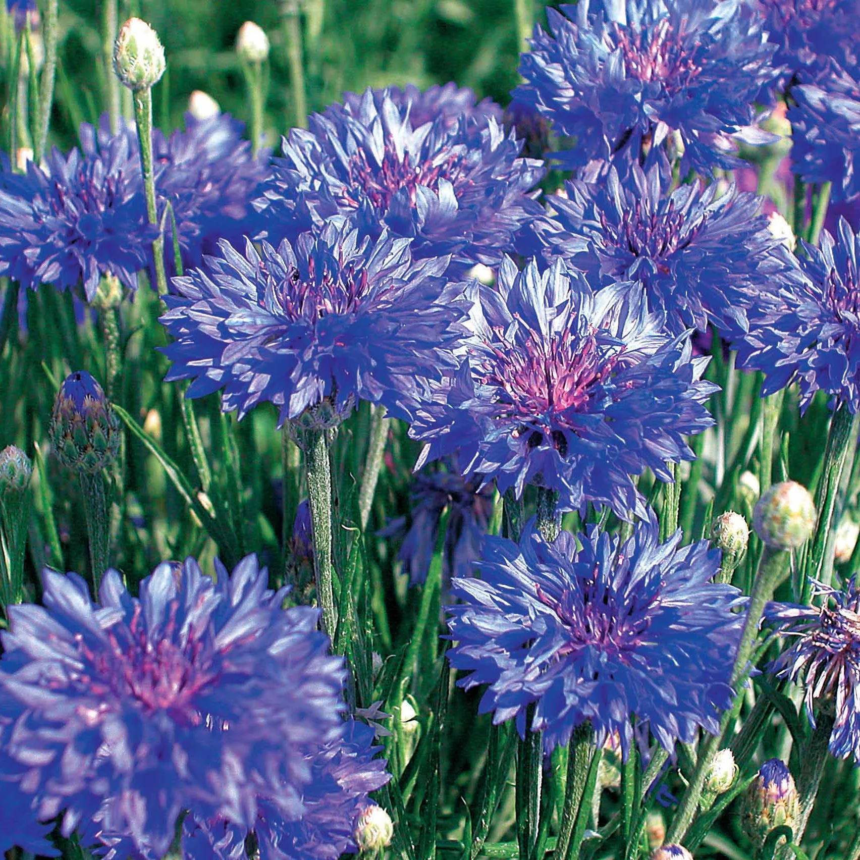 Schnittblumen-Saatgut Kollektion - Image 4