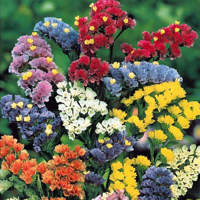Schnittblumen-Saatgut Kollektion - Image 5