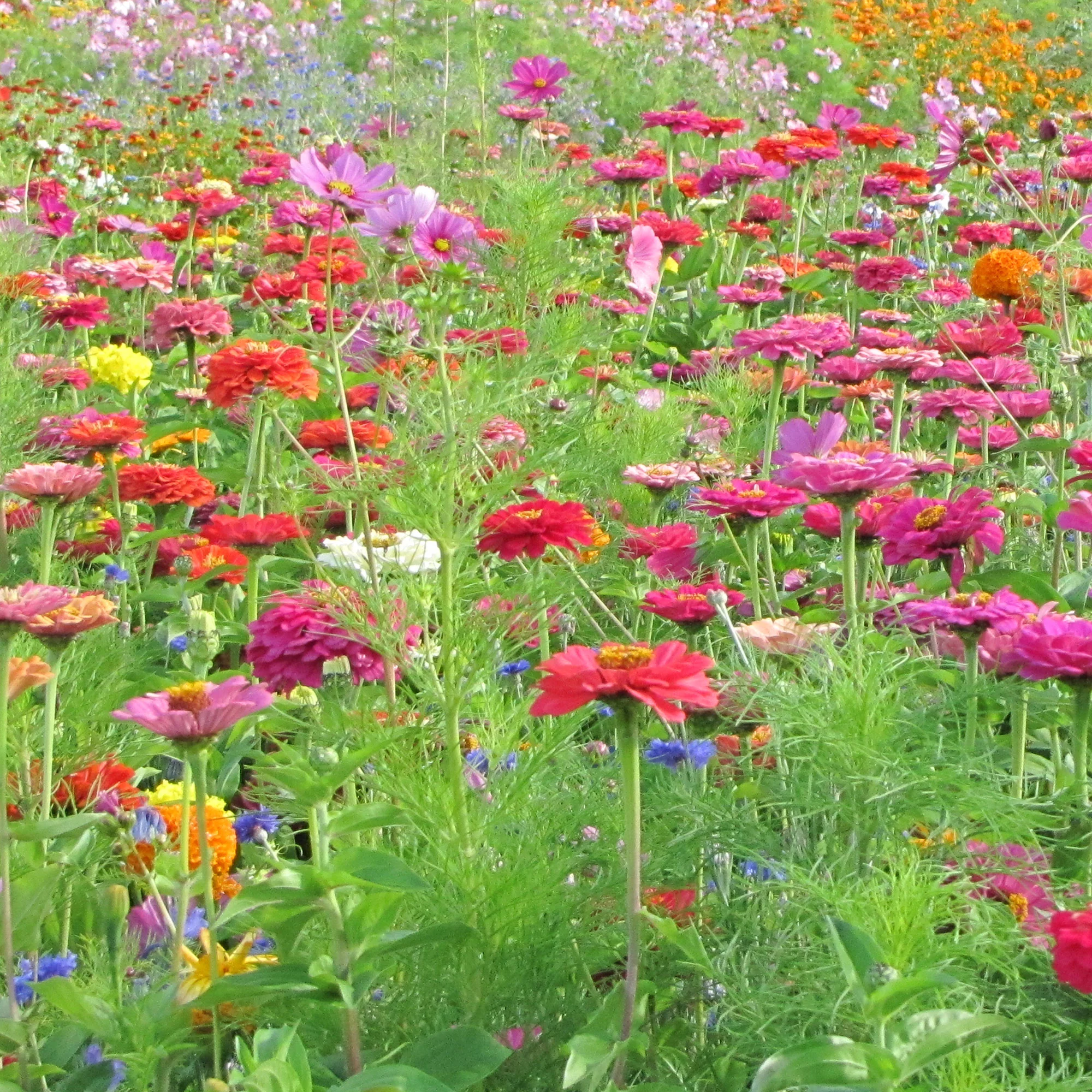 Schnittblumenmischung Saatgut - Image 2