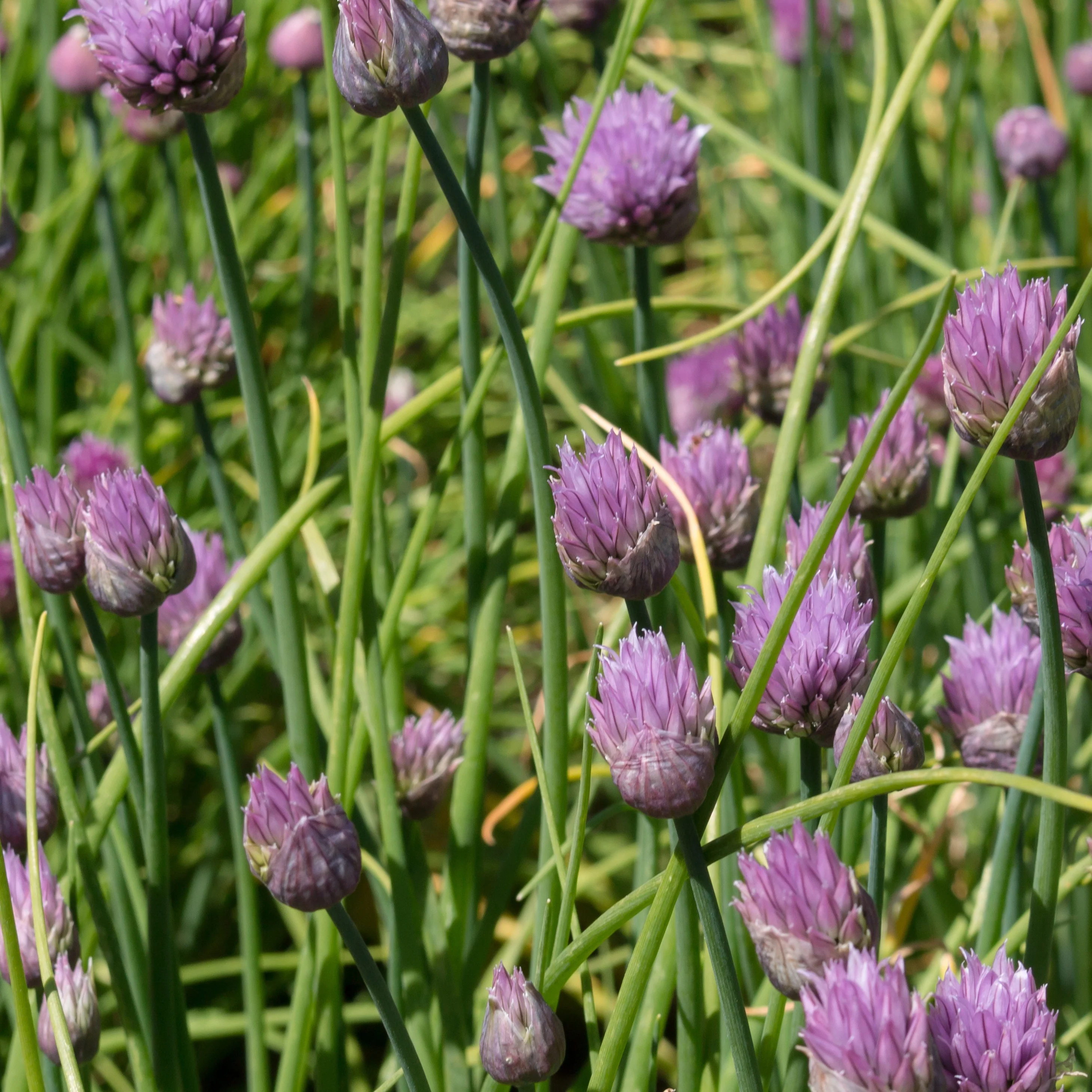 Schnittlauch Pflanze - Image 3