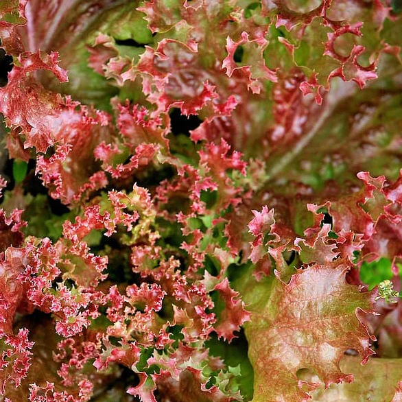 Schnittsalat Lollo Rossa BIO