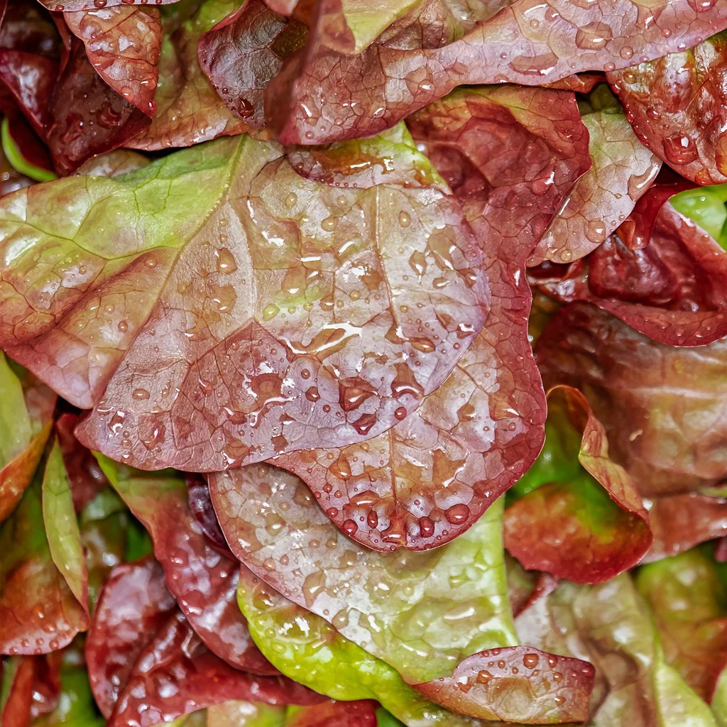 Schnittsalat Lollo Rossa BIO - Image 2