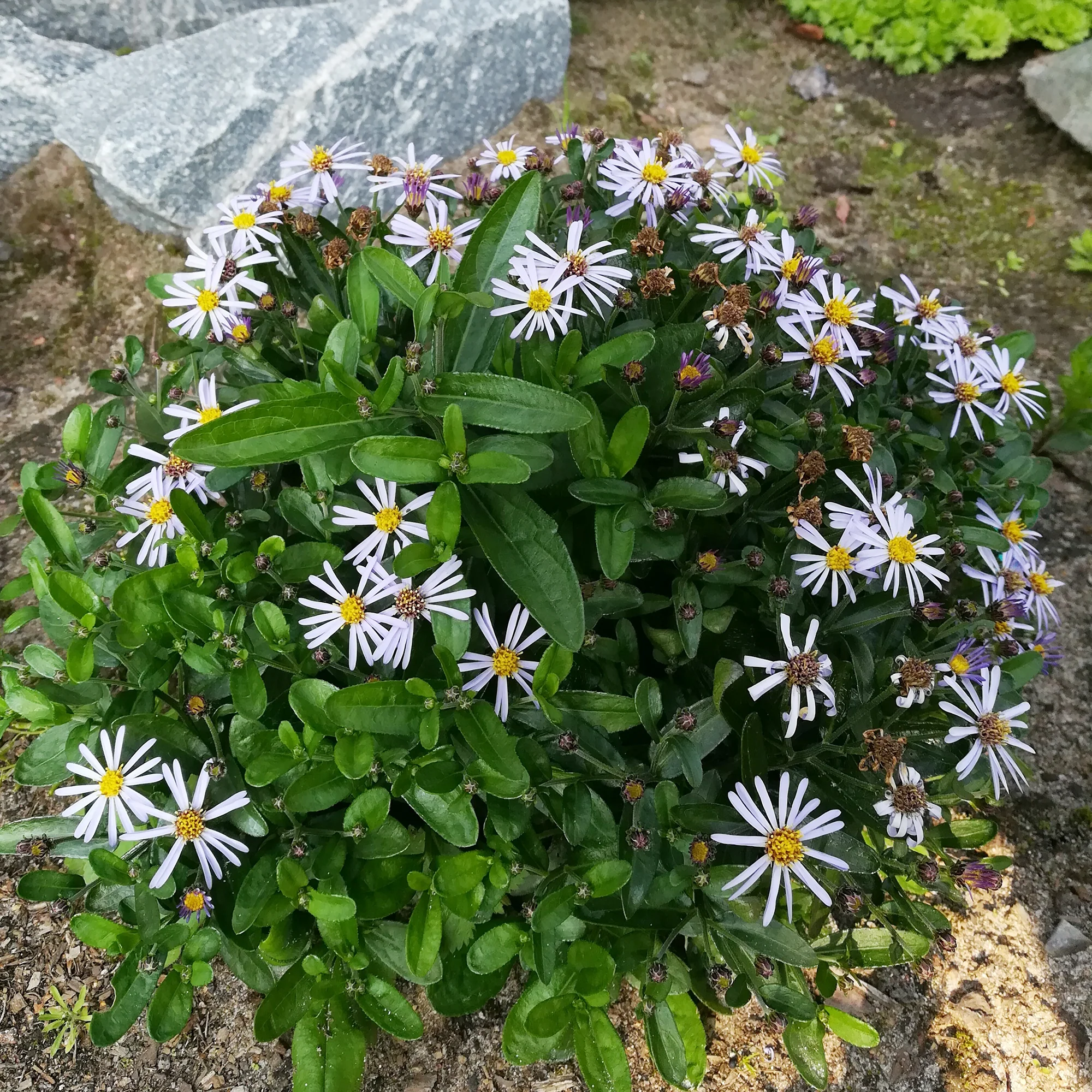 Schönaster Nana Blue