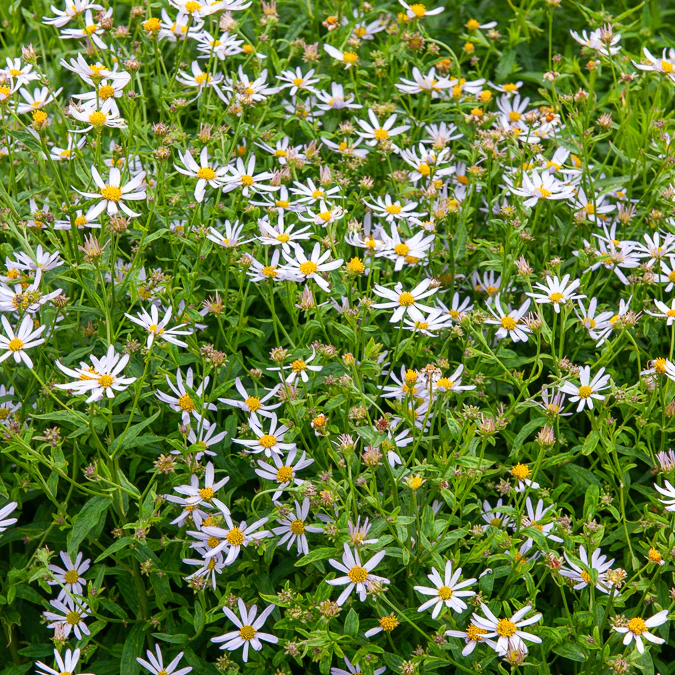 Schönastern Charlotte - Image 4