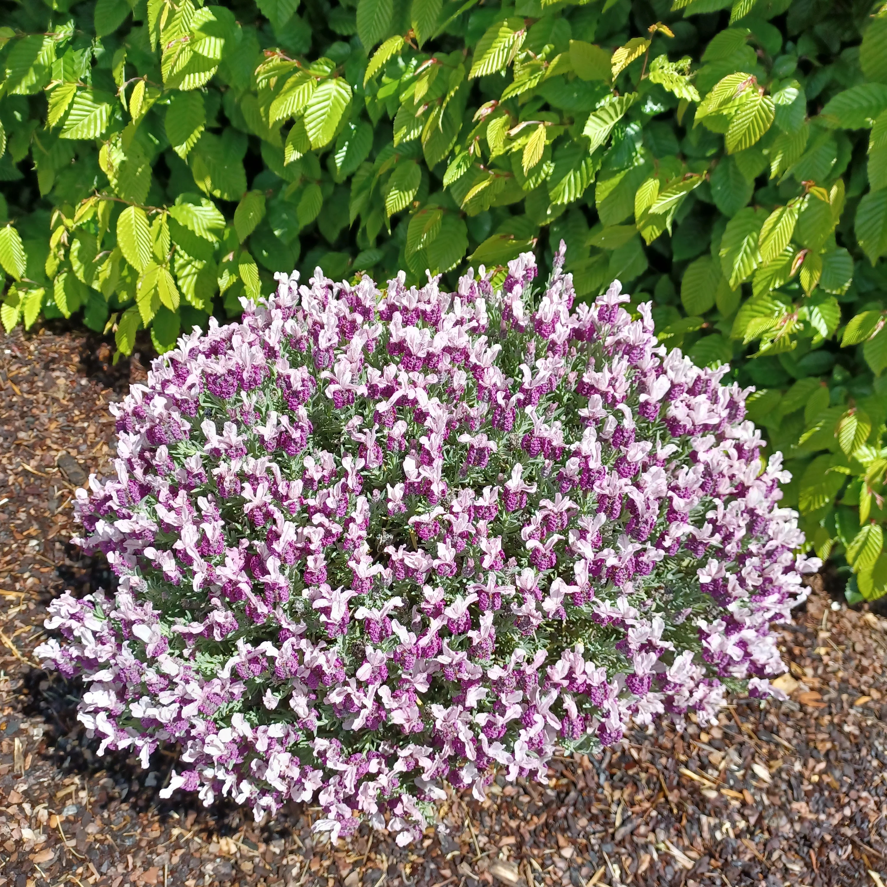 Schopflavendel MAGICAL® POSY PINK - Image 3