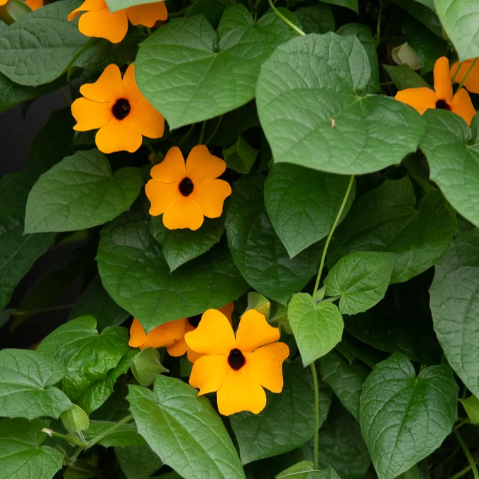Schwarzäugige Susanne 'Orange' - Image 5