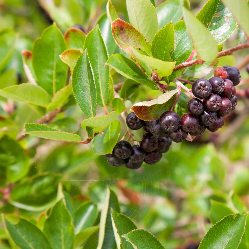 Schwarze Apfelbeere - Image 4