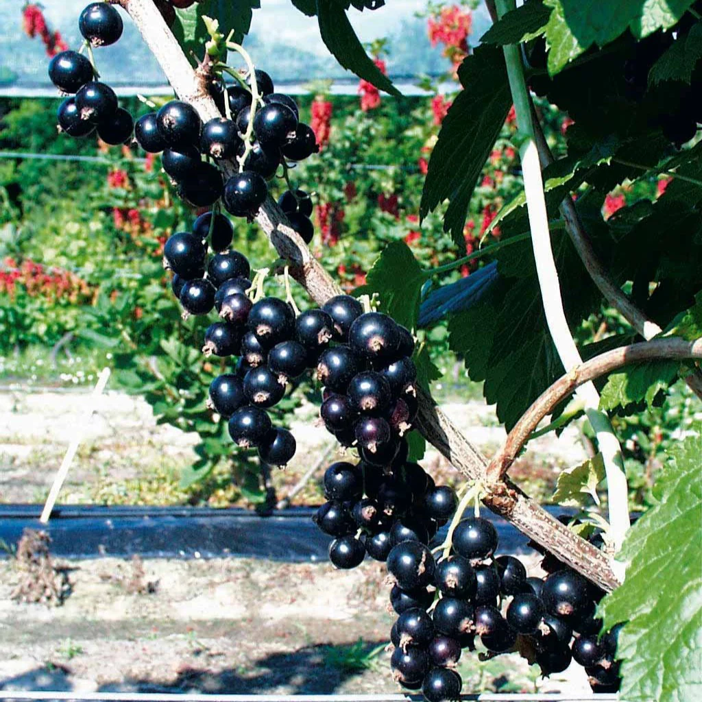 Schwarze Johannisbeere Andega - Image 6