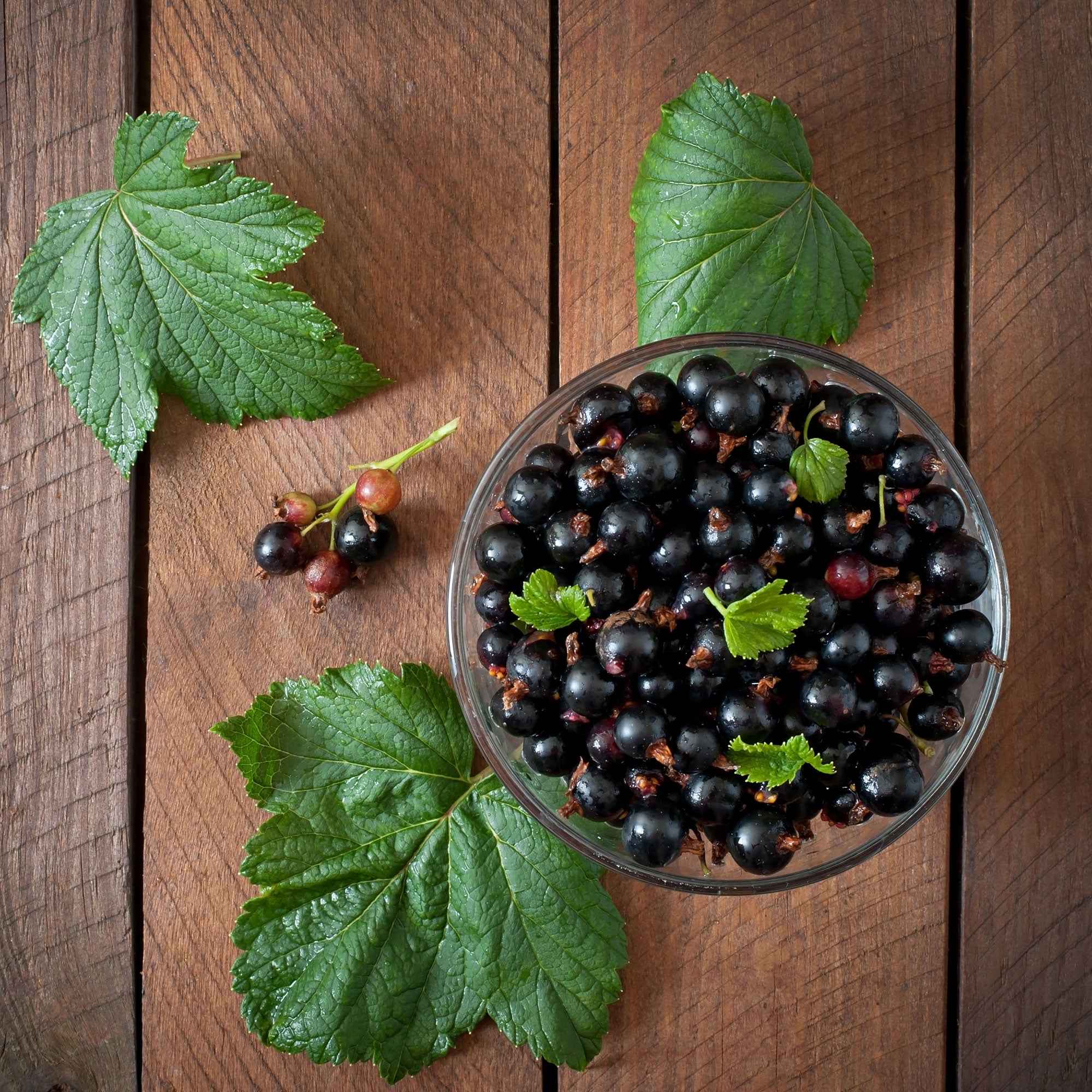 Schwarze Johannisbeere 'Ben Nevis'
