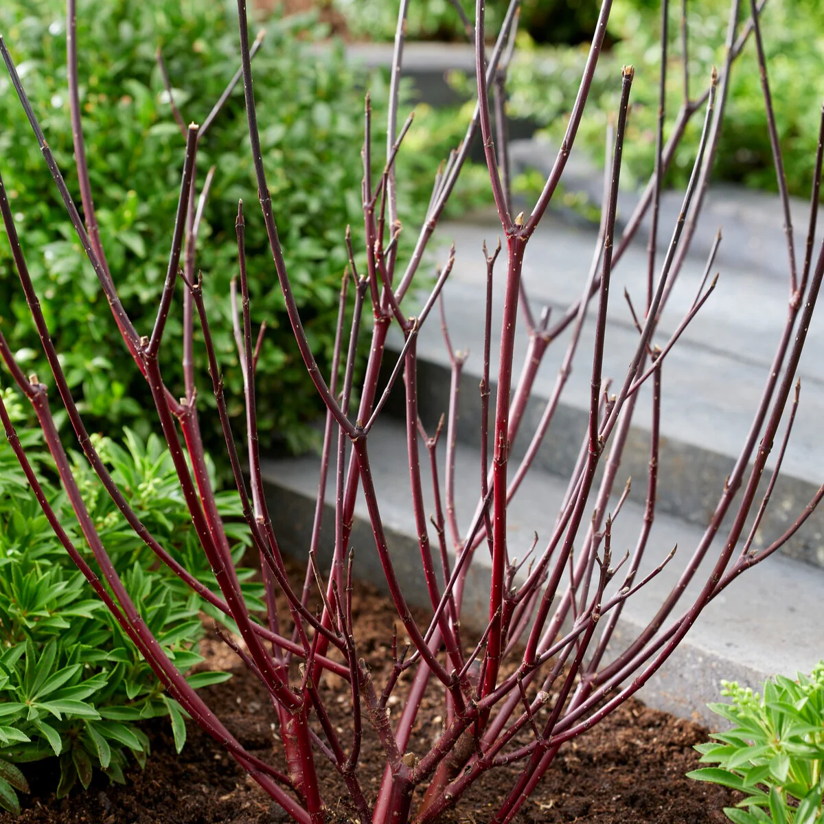 Schwarzholzhartriegel Kesselringii