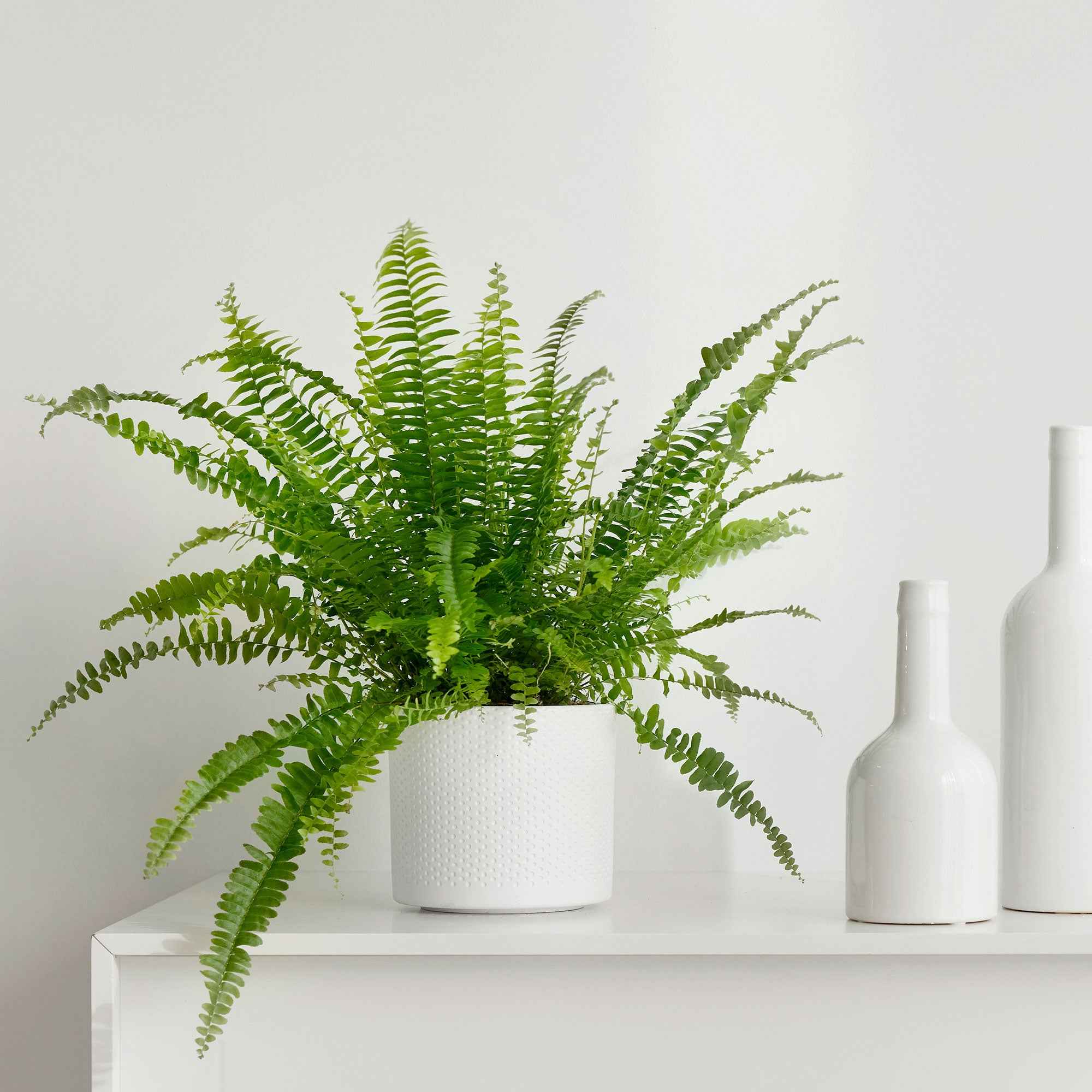 Schwertfarn Nephrolepis 'Green Lady' - Image 2