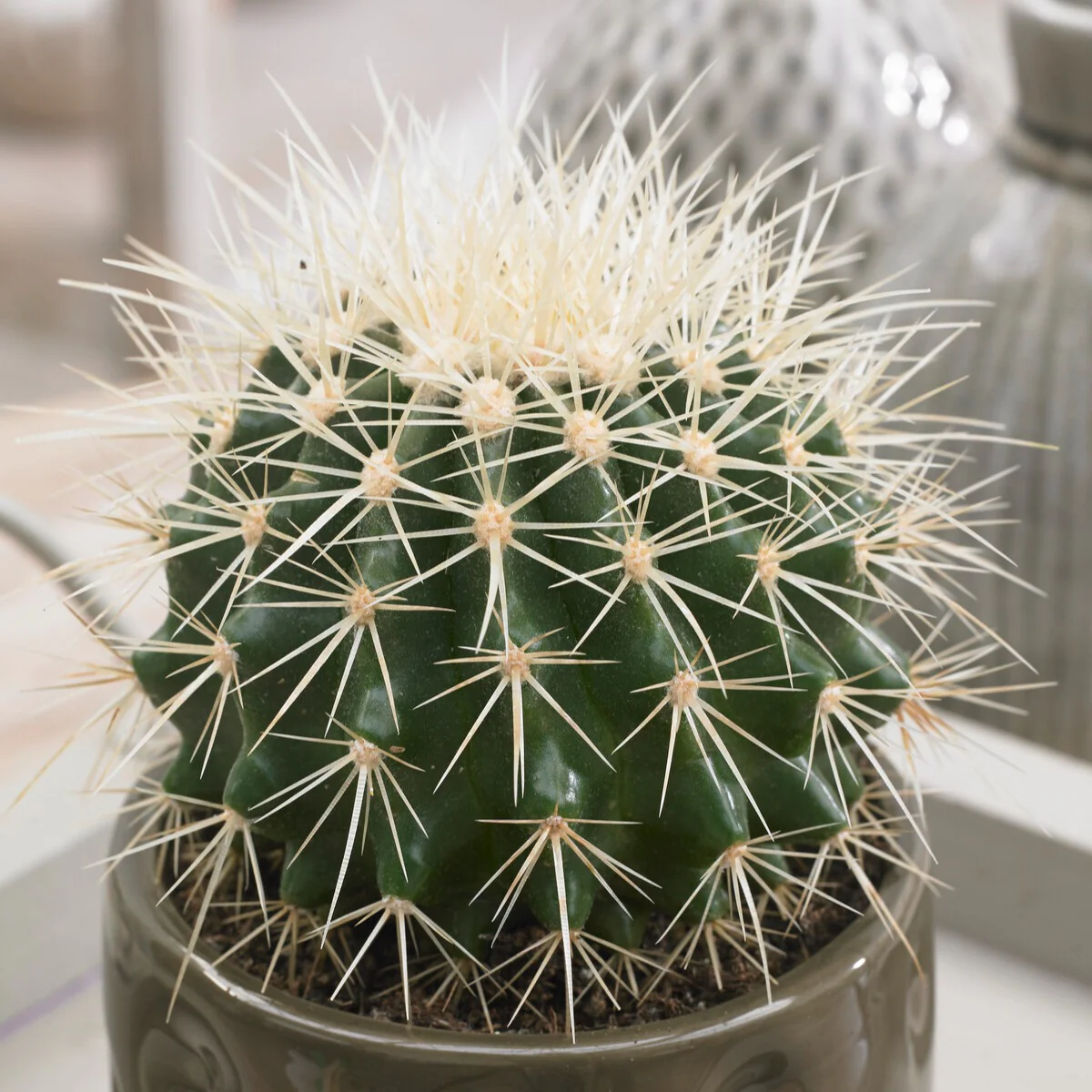 Schwiegermutterstuhl Echinocactus grusonii - Image 3