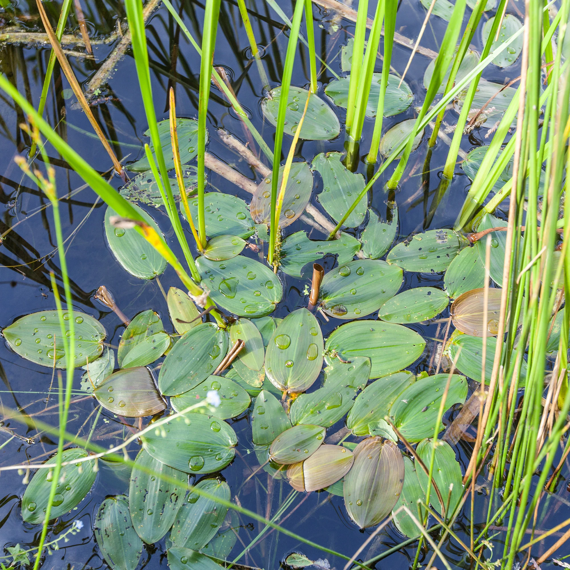 Schwimmendes Laichkraut