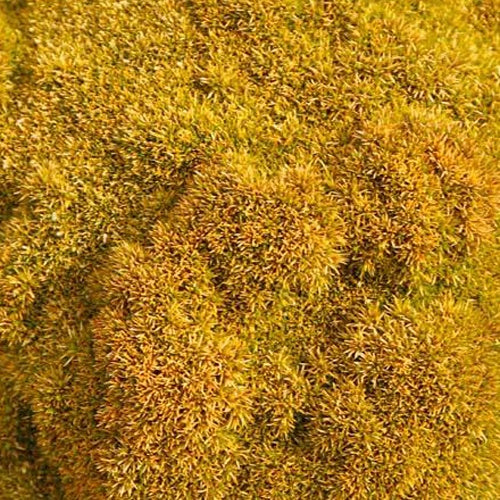 Scleranthus 'Selected Bronze'
