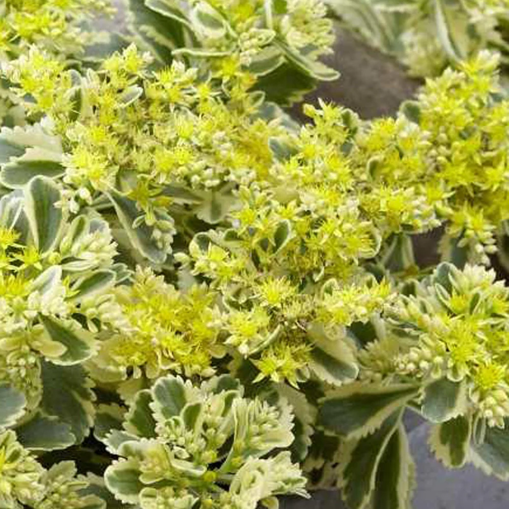 Sedum Atlantis - Image 2