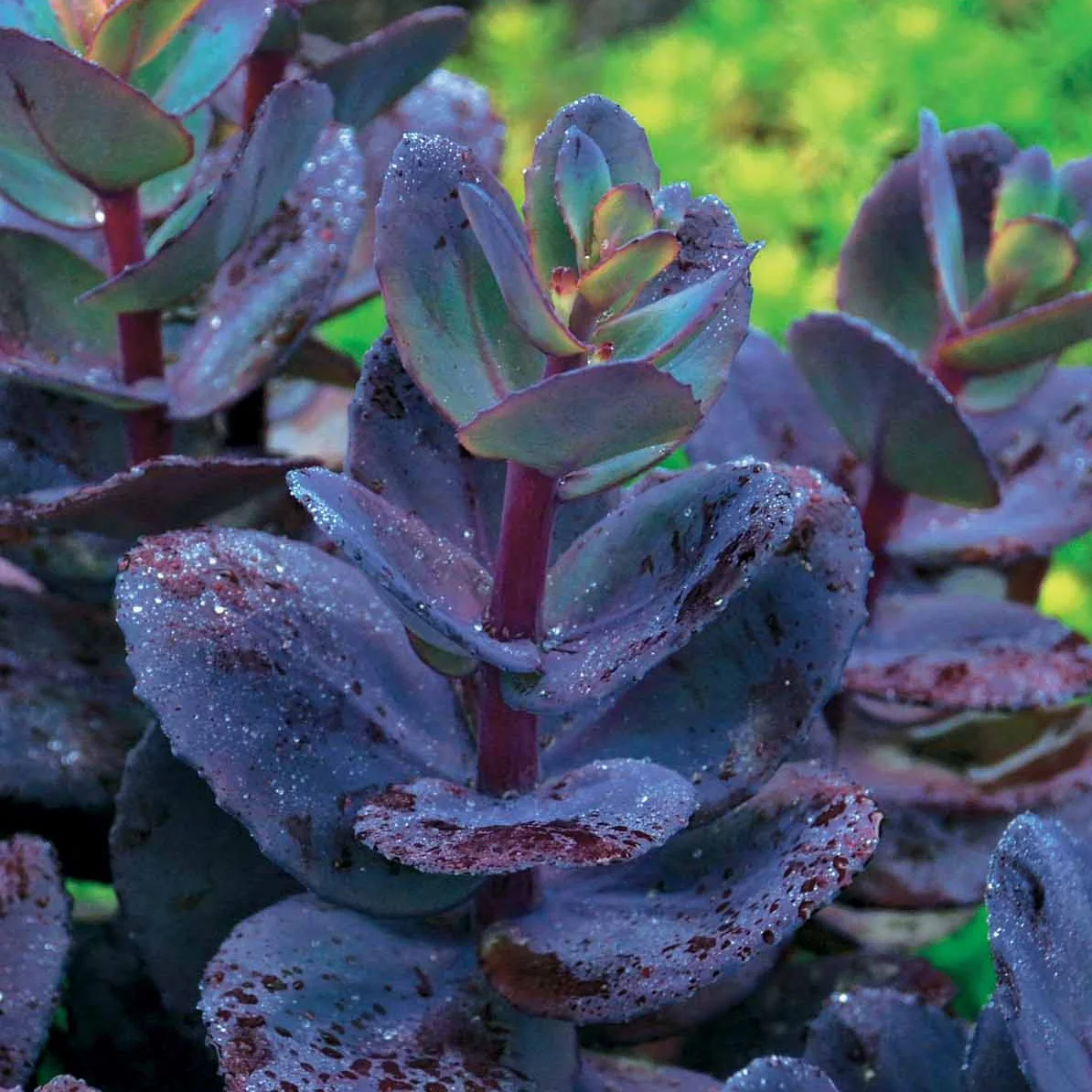 Sedum Blue Pearl - Image 2