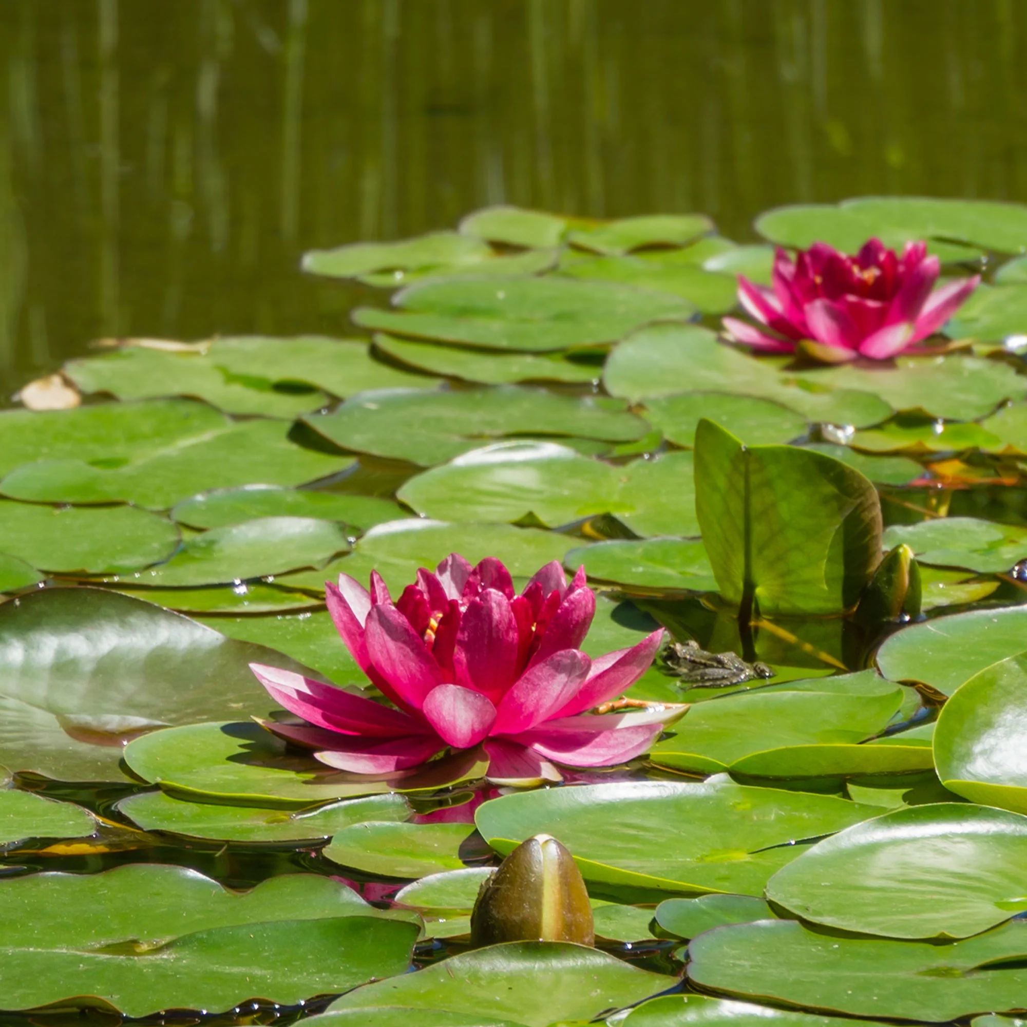 Seerose 'Attraction'