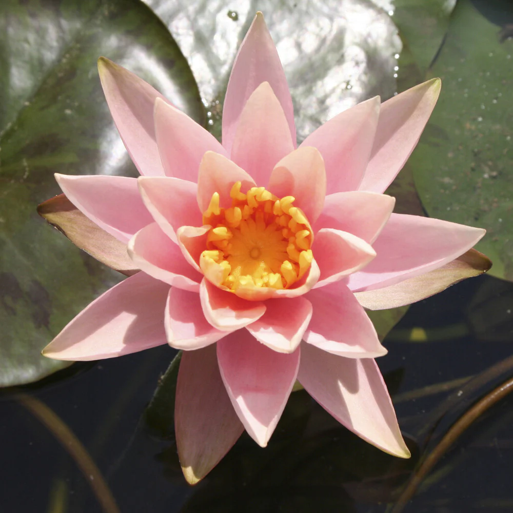 Seerose ‘Colorado’ - Image 3