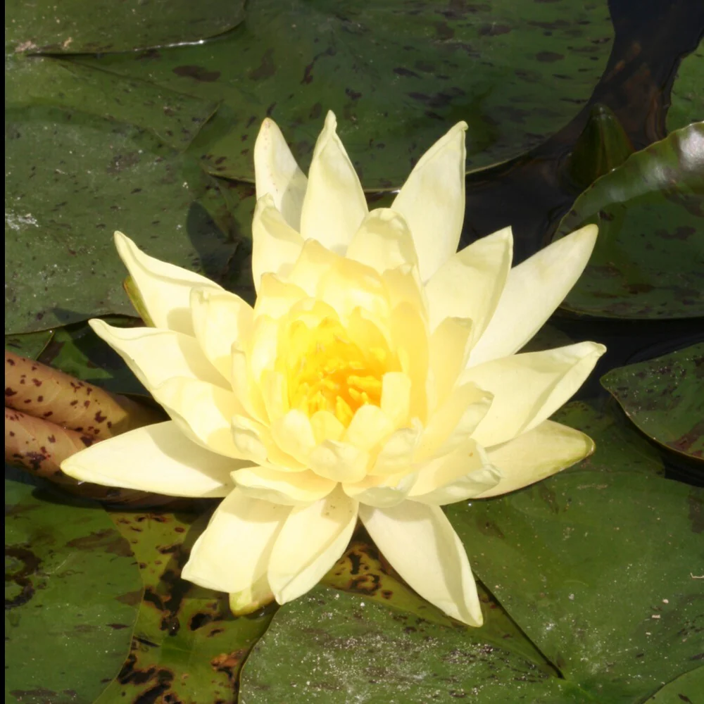 Seerose ‘Joey Tomocik’